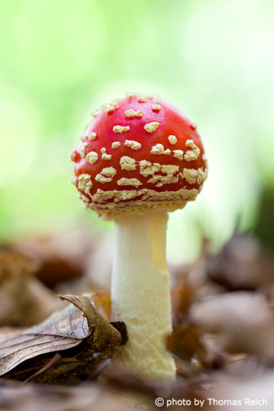 Young Fly Agaric photo