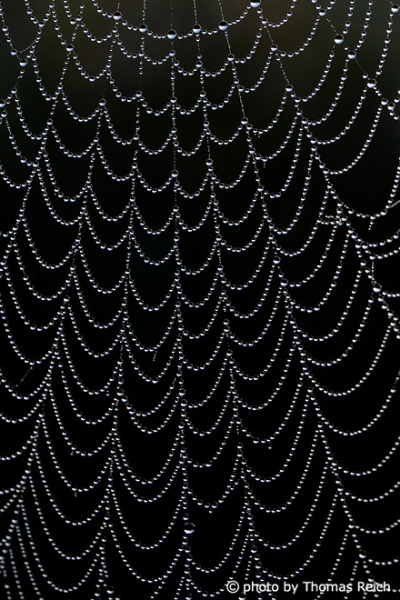 Spinnennetz mit schwarzem Hintergrund