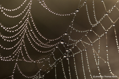 Spider Web with water drops