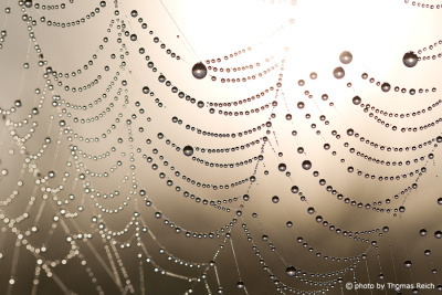 Spidernet with dew drops