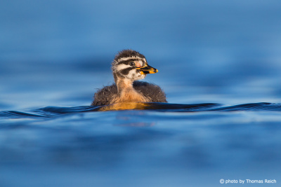 Red-necked Grebe chick swimming