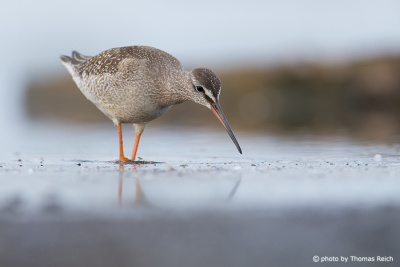 Spotted Redshank winter plumage