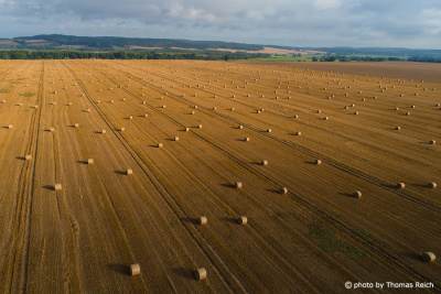 Big field with round straw bales