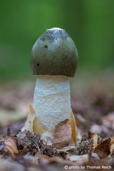 Common Stinkhorn mushroom in autumn