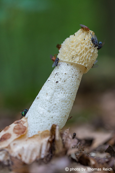Common Stinkhorn smell fly