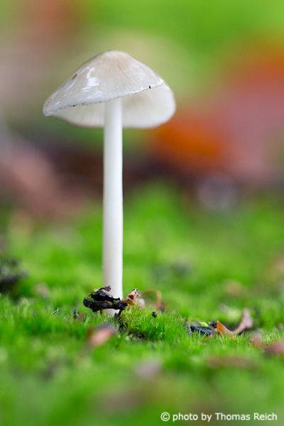 white, slimy mushroom