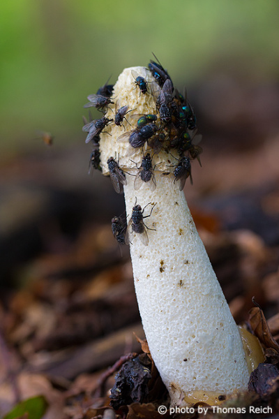 Common Stinkhorn cap covered by flies
