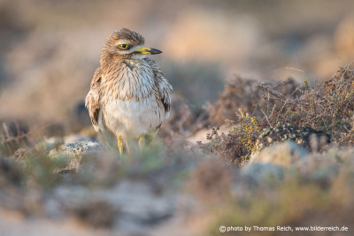 Triel Vogel auf Insel Fuerteventura