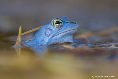 Moor Frog blue coloration