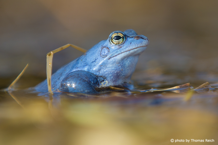 Moor Frog in the wetlands