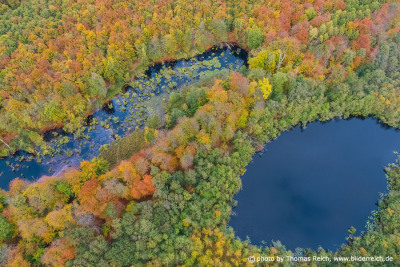 Autumn forest and bog aerial view