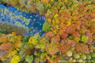 Autumn forest from the air