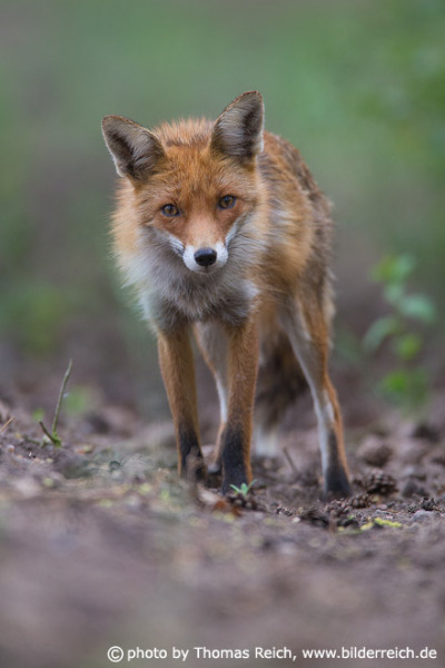 Fuchs im Wald, Deutschland