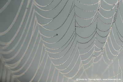 Spider Web tear-resistant