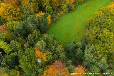 Waldlichtung Mischwald Herbst