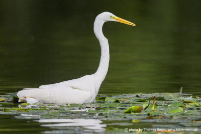 Great White Egret in Lily Pond