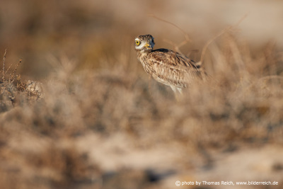 Stone curlew camouflage