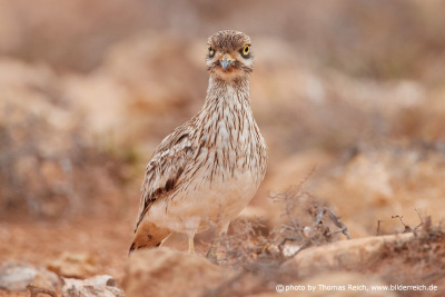 Stone-curlew stands in landscape