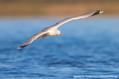 European herring gull gliding flight