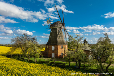 Windmühle Altkalen im Frühling