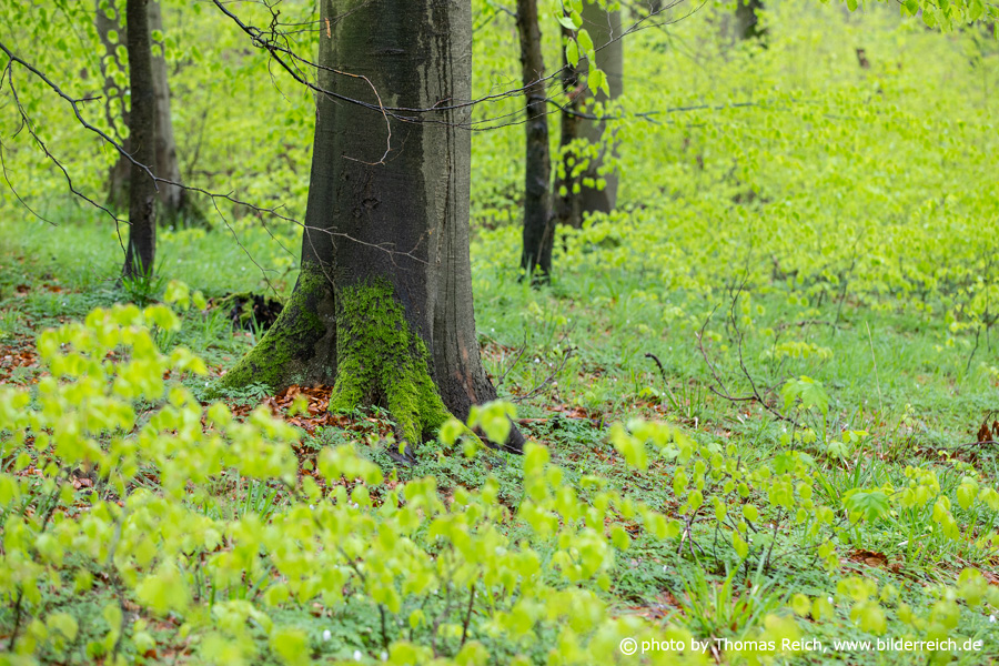 Frisches Blattgrün im Wald