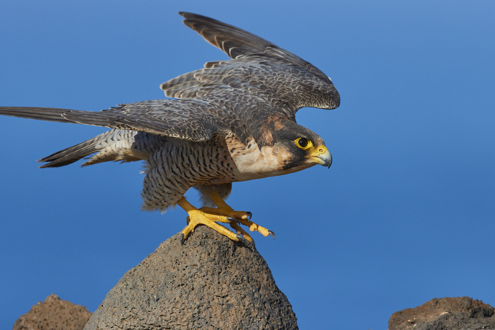 Barbary falcon